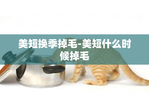 美短換季掉毛-美短什么時候掉毛