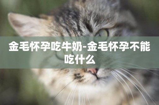 金毛懷孕吃牛奶-金毛懷孕不能吃什么