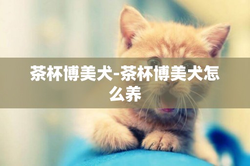 茶杯博美犬-茶杯博美犬怎么養