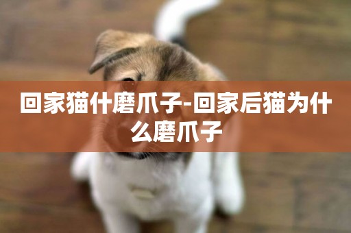 回家貓什磨爪子-回家后貓為什么磨爪子
