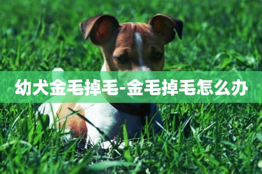 幼犬金毛掉毛-金毛掉毛怎么辦