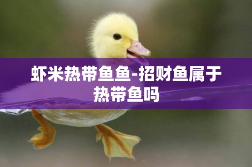 蝦米熱帶魚魚-招財魚屬于熱帶魚嗎