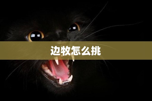邊牧怎么挑