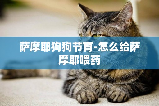 薩摩耶狗狗節育-怎么給薩摩耶喂藥
