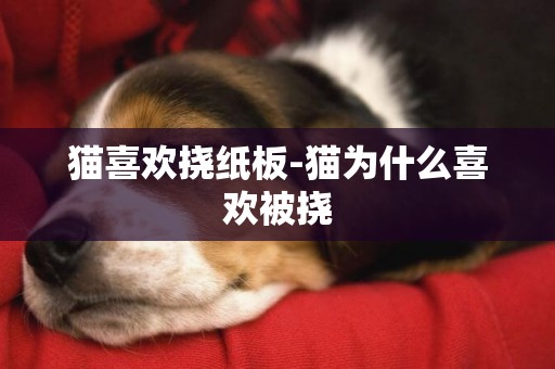 貓喜歡撓紙板-貓為什么喜歡被撓