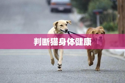 判斷貓身體健康