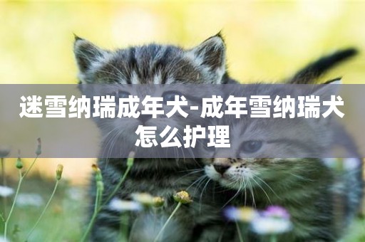 迷雪納瑞成年犬-成年雪納瑞犬怎么護理