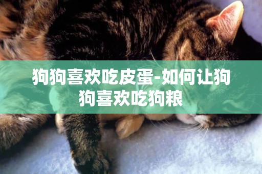 狗狗喜歡吃皮蛋-如何讓狗狗喜歡吃狗糧