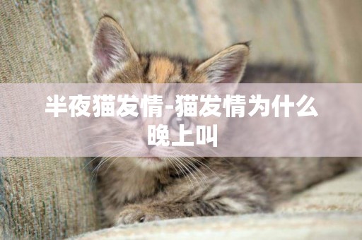 半夜貓發情-貓發情為什么晚上叫