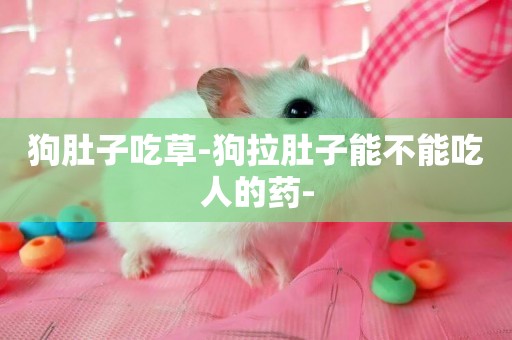 狗肚子吃草-狗拉肚子能不能吃人的藥-