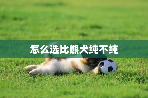 怎么選比熊犬純不純