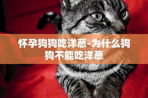 懷孕狗狗吃洋蔥-為什么狗狗不能吃洋蔥