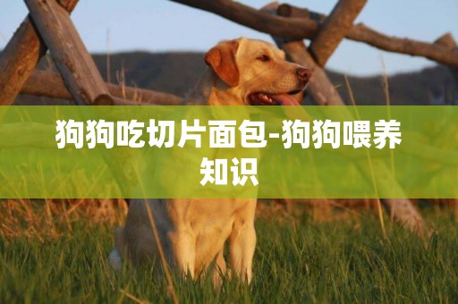 狗狗吃切片面包-狗狗喂養知識