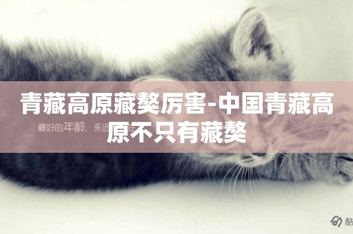 青藏高原藏獒厲害-中國青藏高原不只有藏獒