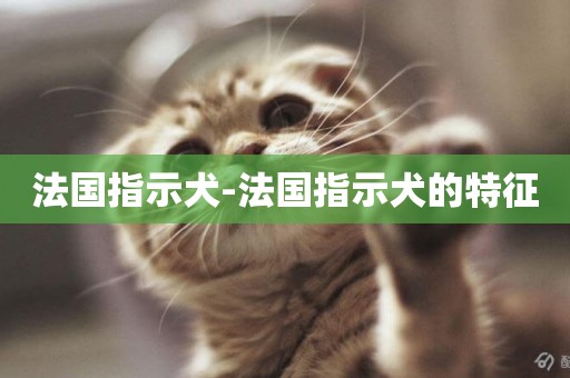 法國指示犬-法國指示犬的特征