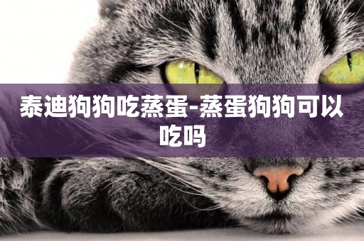 泰迪狗狗吃蒸蛋-蒸蛋狗狗可以吃嗎