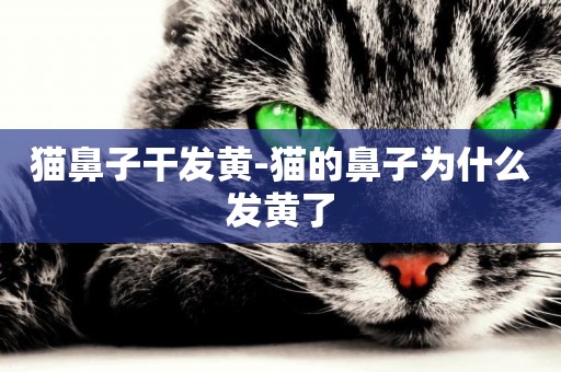 貓鼻子干發黃-貓的鼻子為什么發黃了