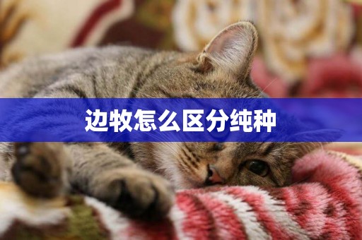 邊牧怎么區分純種
