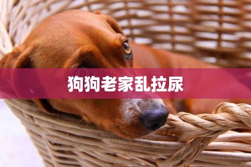 狗狗老家亂拉尿