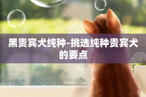 黑貴賓犬純種-挑選純種貴賓犬的要點