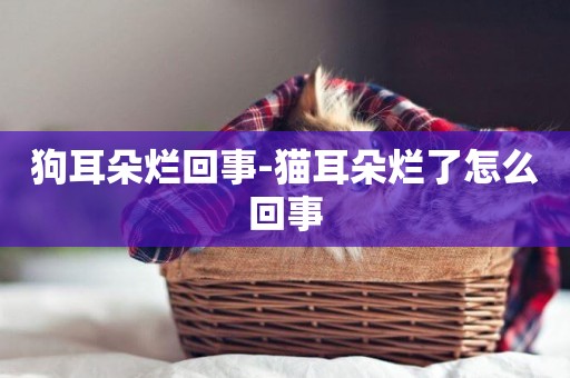 狗耳朵爛回事-貓耳朵爛了怎么回事