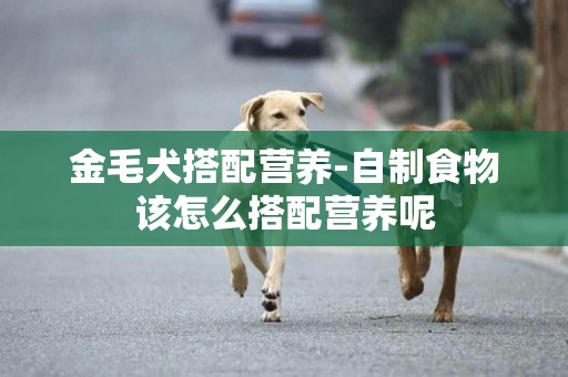 金毛犬搭配營養-自制食物該怎么搭配營養呢