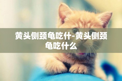 黃頭側頸龜吃什-黃頭側頸龜吃什么