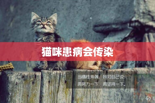 貓咪患病會傳染
