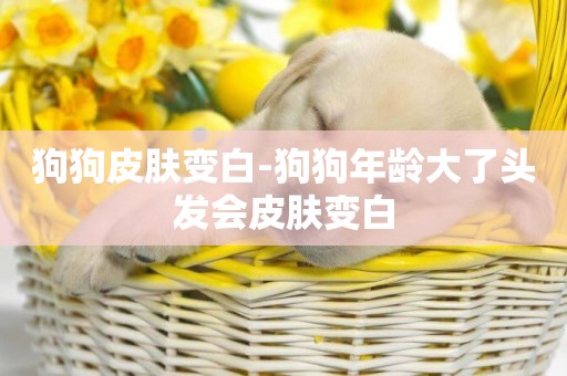 狗狗皮膚變白-狗狗年齡大了頭發會皮膚變白