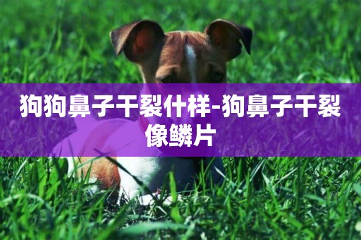 狗狗鼻子干裂什樣-狗鼻子干裂像鱗片