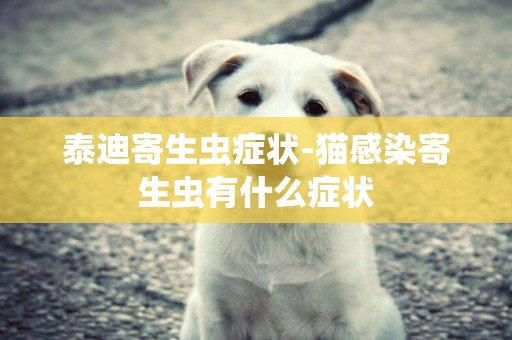 泰迪寄生蟲癥狀-貓感染寄生蟲有什么癥狀