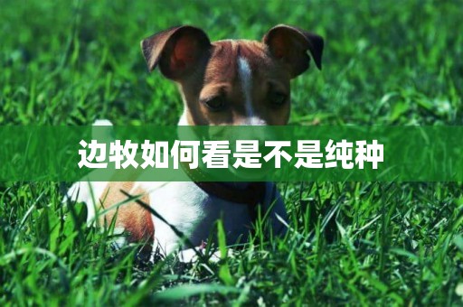 邊牧如何看是不是純種