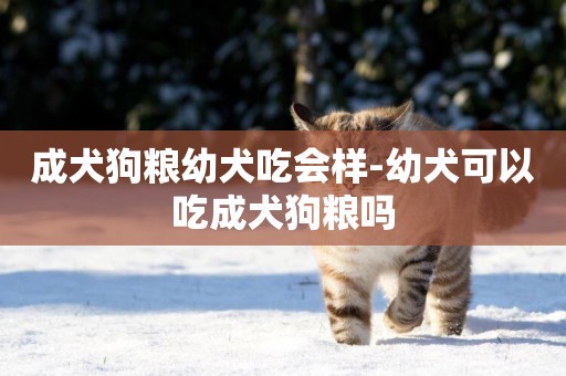成犬狗糧幼犬吃會樣-幼犬可以吃成犬狗糧嗎