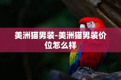 美洲貓男裝-美洲貓男裝價位怎么樣