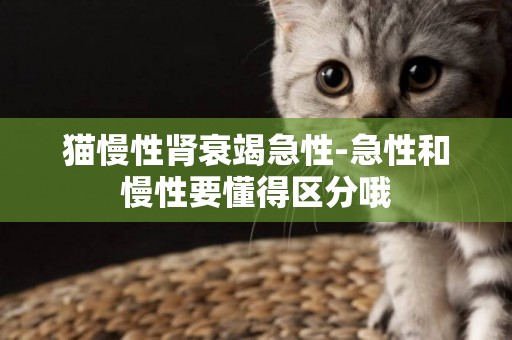 貓慢性腎衰竭急性-急性和慢性要懂得區分哦