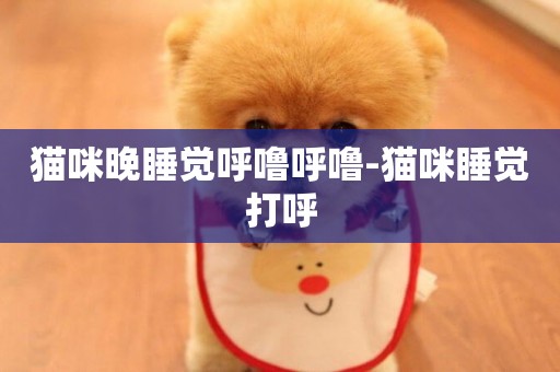 貓咪晚睡覺呼嚕呼嚕-貓咪睡覺打呼