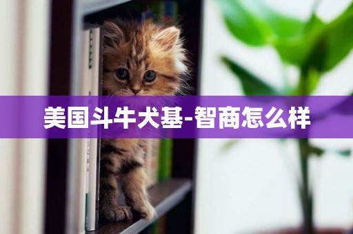 美國斗牛犬基-智商怎么樣