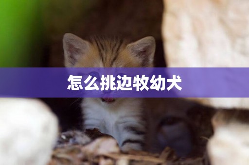 怎么挑邊牧幼犬
