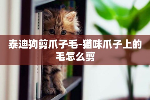 泰迪狗剪爪子毛-貓咪爪子上的毛怎么剪