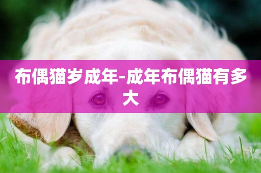 布偶貓歲成年-成年布偶貓有多大