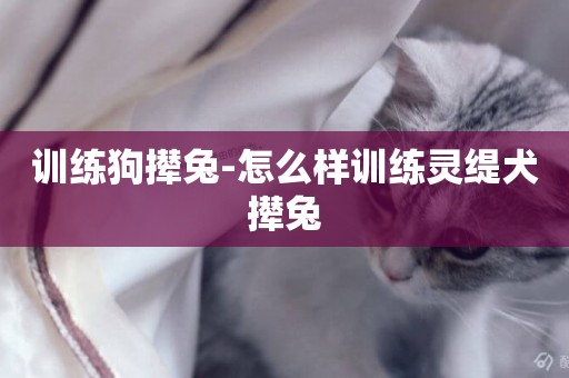 訓練狗攆兔-怎么樣訓練靈緹犬攆兔