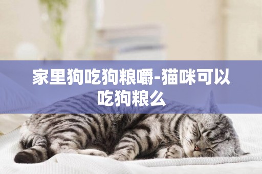 家里狗吃狗糧嚼-貓咪可以吃狗糧么