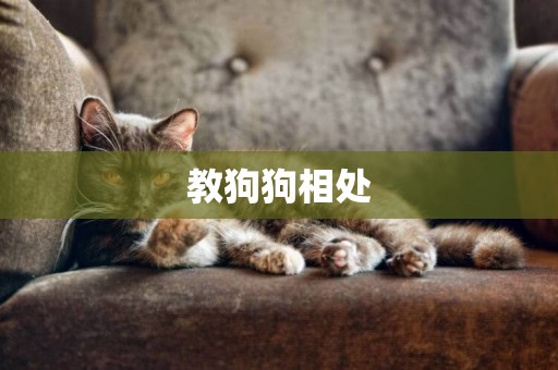 教狗狗相處