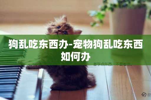 狗亂吃東西辦-寵物狗亂吃東西如何辦