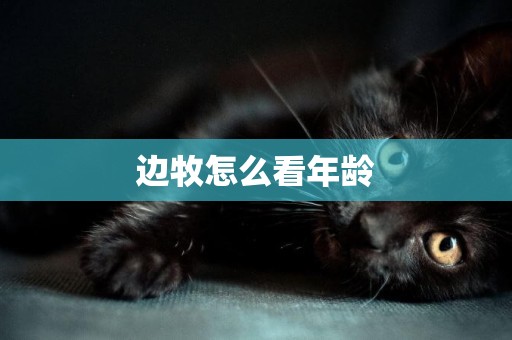 邊牧怎么看年齡