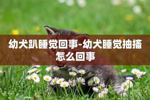 幼犬趴睡覺回事-幼犬睡覺抽搐怎么回事