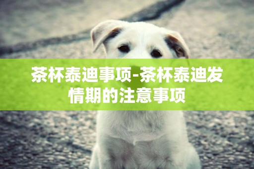 茶杯泰迪事項-茶杯泰迪發情期的注意事項