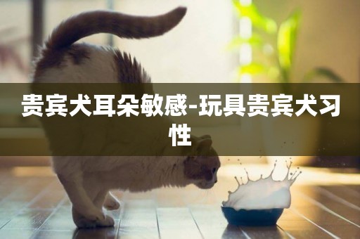 貴賓犬耳朵敏感-玩具貴賓犬習性