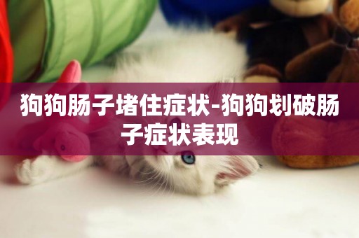狗狗腸子堵住癥狀-狗狗劃破腸子癥狀表現