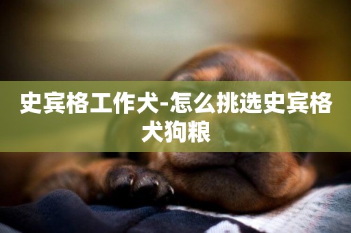 史賓格工作犬-怎么挑選史賓格犬狗糧